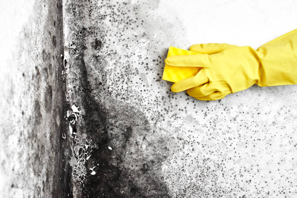 Best Industrial Mold Remediation  in Frewsburg, NY